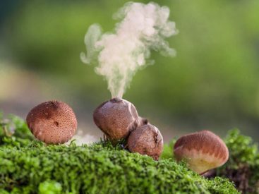 Are Mushrooms Carcinogenic