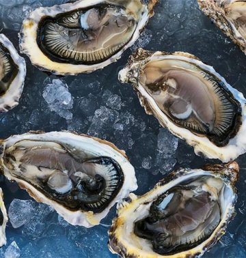 Are Oysters Vegan